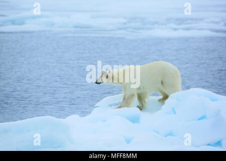 Ours blanc Ursus maritimus femelle à 81,5º Nord sur la glace de mer de Barents Svalbard Norvège Îles de l'Océan Arctique Banque D'Images