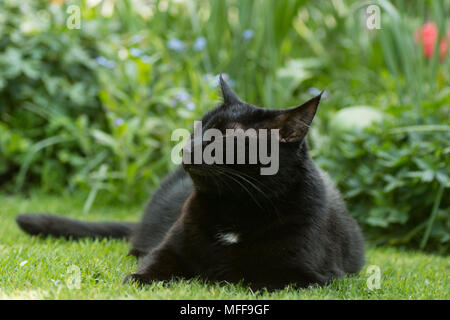 Chat domestique noir et blanc assis dans le jardin Banque D'Images