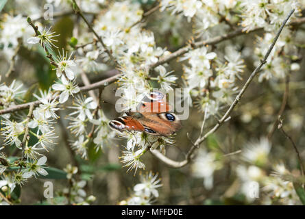 Buttefly un paon (Aglais io) se nourrissant de fleurs d'aubépine Banque D'Images