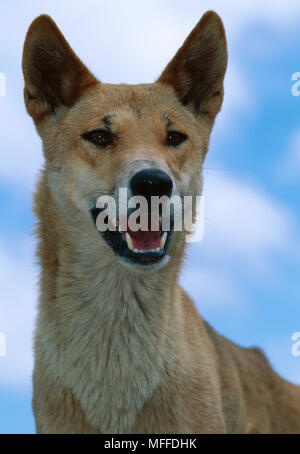 Détail de la tête de DINGO Canis familiaris dingo de l'Australie. Il y a introduit, il y a environ 3 000 ans Banque D'Images