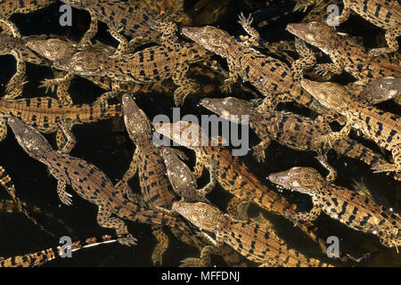 Groupe de jeunes crocodiles du Nil Crocodylus niloticus nouveaux à partir d'oeufs Banque D'Images