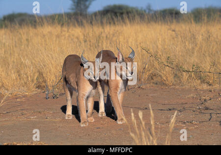 Les Lynx Caracal caracal Felis deux de la même filiation Banque D'Images