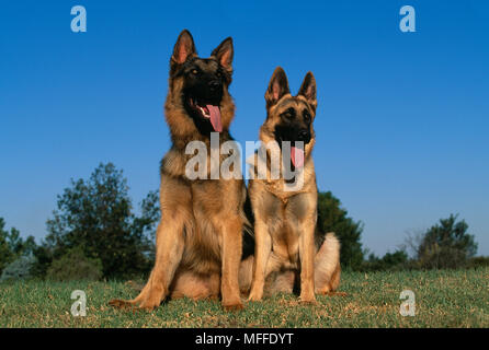 Ou chien berger allemand alsacien deux haletant Banque D'Images