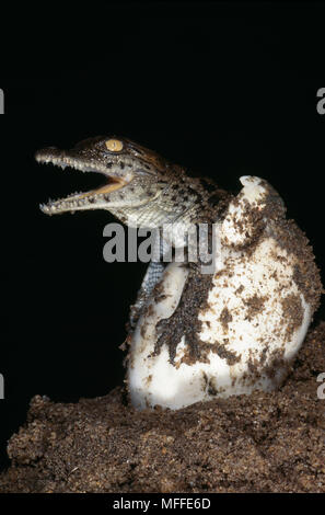 L'éclosion de crocodiles du Nil Crocodylus niloticus après 90 à 100 jours d'incubation Banque D'Images