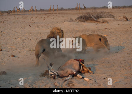Au cours de la lutte contre les lions africains tuer Panthera leo Etosha National Park, Namibie. Banque D'Images
