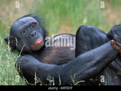 BONOBO ou chimpanzé nain pan paniscus homme forêt tropicale au repos le Zaïre et Congo Espèces menacées Banque D'Images