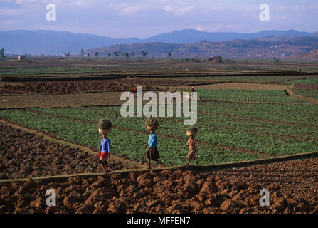 Les agriculteurs de subsistance des femmes qui travaillent dans leurs champs Centre de Madagascar Banque D'Images