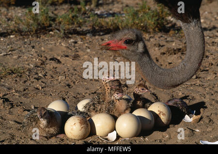 Au Nid d'AUTRUCHE Struthio camelus avec oeufs et poussins de l'Afrique Banque D'Images