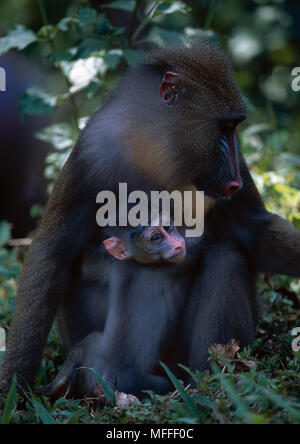 Femelle MANDRILL Mandrillus sphinx, jeunes et les espèces de la forêt tropicale Banque D'Images