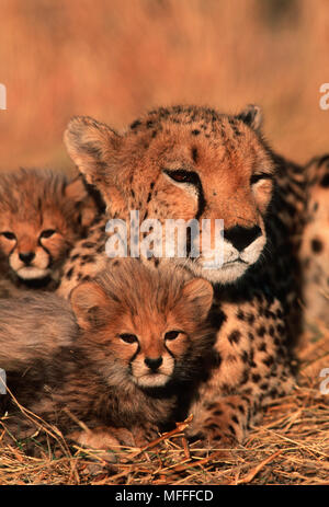 Le guépard Acinonyx jubatus six semaine d'oursons avec la mère Banque D'Images