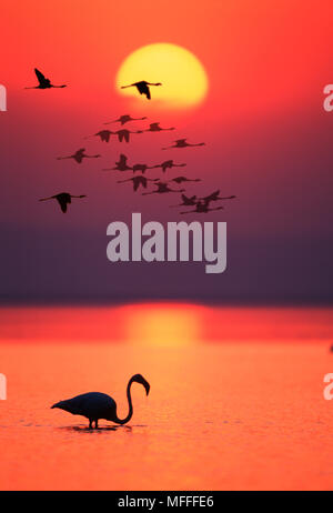 Flamant rose Phoenicopterus ruber créé l'IMAGE NUMÉRIQUE Banque D'Images