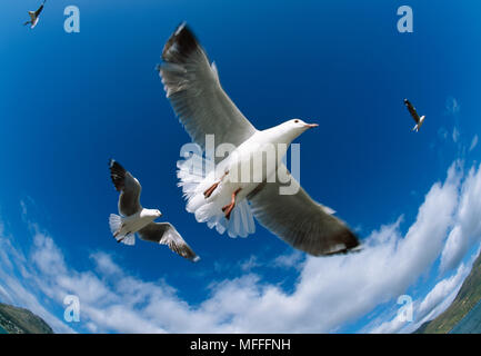 La mouette de HARTLAUB en vol Larus hartlaubii résident commun de Cape Coast, Afrique du Sud (photographié à l'aide objectif fish-eye) Banque D'Images