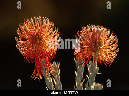 ROCKET COUSSIN Leucospermum reflexum espèces Fynbos. Royaume floral du Cap, Afrique du Sud. Banque D'Images