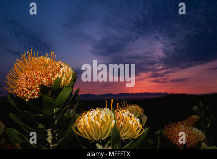 Fleurs en coussinet Leucospermum sp. Espèces Fynbos Royaume floral du Cap Gdns botanique de Kirstenbosch, S Africa Banque D'Images