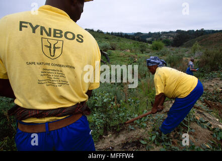 Gestion de fynbos et exotiques Les plantes envahissantes sont retirés de la végétation Fynbos. Le Cap, Afrique du Sud. Banque D'Images