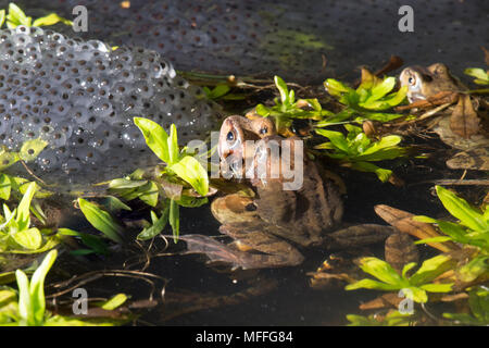 Les grenouilles, Rana temporaria, paire reproduisent, en amplexus à pond entre les cuisses de frayer, UK Banque D'Images