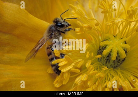 L'abeille africaine Apis mellifera adansonii la collecte du pollen Highveld, Transvaal, Afrique du Sud Banque D'Images