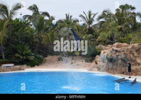 Animaux'orques épaulards des gorilles''white tiger'manchots empereurs'tortues géantes'red'pandas loro parc'tenerife'canaty îles. Banque D'Images