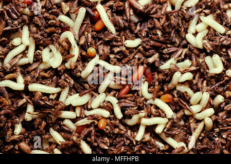 Les larves et nymphes mouche domestique Musca domestica (l'un des principaux transporteurs de maladies en Afrique) Banque D'Images