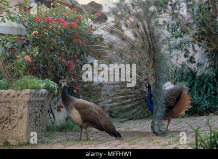 Pavo cristatus paons commune affichant à femelle mâle Banque D'Images