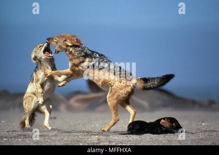 BLACKBACKED combats Canis mesomelas chacals morts plus jeunes phoques de la côte du désert de Namib, Namibie Banque D'Images