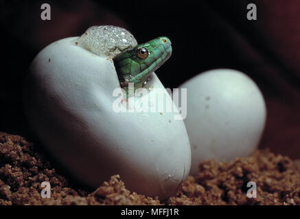 Dendroaspis angusticeps mamba vert jeune relève de l'oeuf Banque D'Images