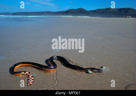 YELLOW-bellied Pelamis platurus Serpent de mer sur la plage, Afrique du Sud Banque D'Images