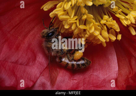 L'abeille africaine Apis mellifera adansonii sur fleur de pavot. L'Afrique du Sud Banque D'Images