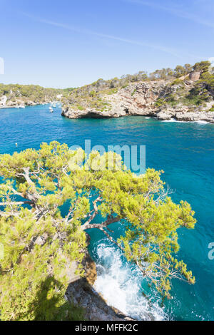 Cala Figuera de Santanyi, Majorque, Espagne - un vieil arbre énorme au-dessus des falaises de Santanyi Banque D'Images