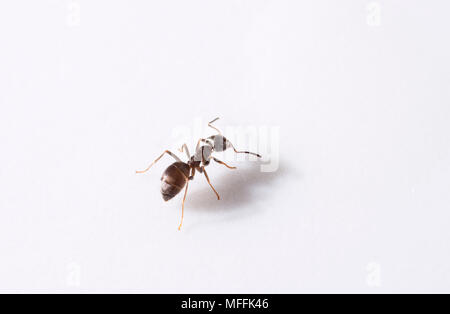Fourmi noire (Lasius niger) Banque D'Images