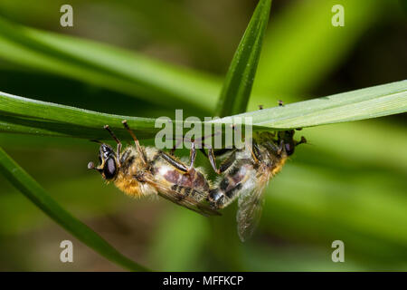 L'accouplement des mouches en vol stationnaire (Eristalis sp) Sussex, UK Banque D'Images