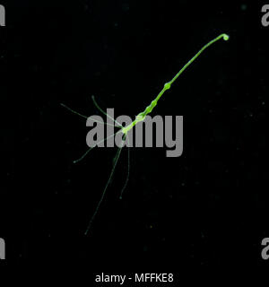 (Hydra Hydra viridis) dans 'Les débris alimentaires de l'eau riches' Banque D'Images