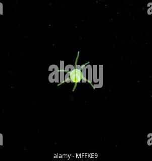 (Hydra Hydra viridis) dans 'Les débris alimentaires de l'eau riches' Banque D'Images