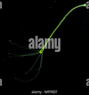 (Hydra Hydra viridis) dans 'Les débris alimentaires de l'eau riches' Banque D'Images