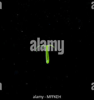 (Hydra Hydra viridis) dans 'Les débris alimentaires de l'eau riches' Banque D'Images