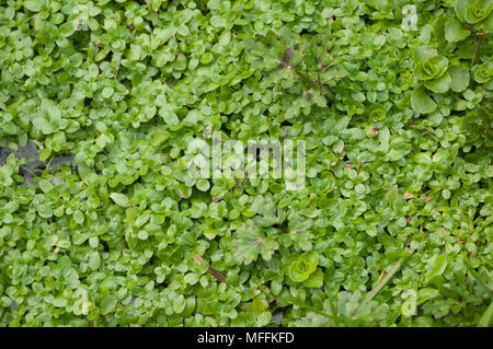 De l'eau commune-STARWORT Callitriche stagnalis) (Sussex, UK Banque D'Images