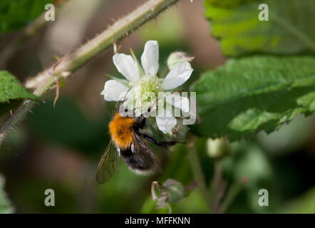 Les bourdons (Bombus hypnorum arbre) sur les terminaux Blackberry fleur. Pour la première fois en Grande-Bretagne en 2001. Banque D'Images