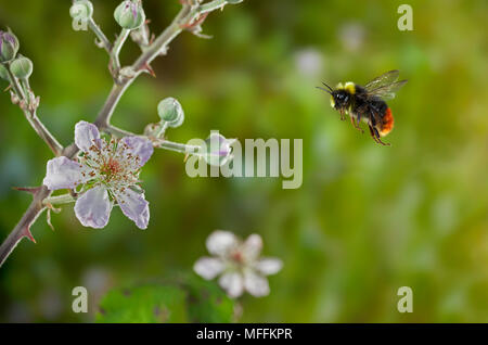 Début de bourdon (Bombus pratorum) volant à Bramble fleur, Sussex, UK. Cette espèce se distingue du rouge-queue par manque de poils noirs sur l'h Banque D'Images