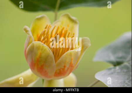 Fleur de tulipier (Liriodendron tulipifera) Banque D'Images