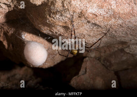 Araignée des grottes (Meta menardi) femmes avec oeuf-sac, Sussex, UK. TERTRAGNATHIDAE Banque D'Images