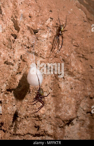 Araignée des grottes (Meta menardi) mâle et femelle avec egg-sac, Sussex, UK. TERTRAGNATHIDAE Banque D'Images