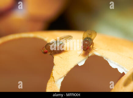 Les mouches des fruits (Drosophila melanogaster) sur l'egg-shell Banque D'Images
