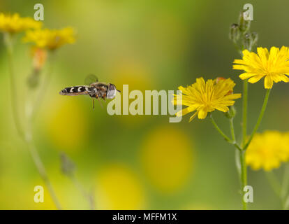 HOVERFLY (Scaeva) pyrasri Ssusex, la lapsane commune de vol, au Royaume-Uni. *Les taux plus élevés s'appliquent* Banque D'Images