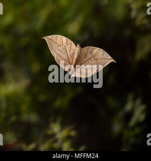 Feuille d'INDIEN (papillon Kallima paralekta) en vol montrant la feuille-comme underwings cryptique. *Les taux plus élevés s'appliquent* Banque D'Images