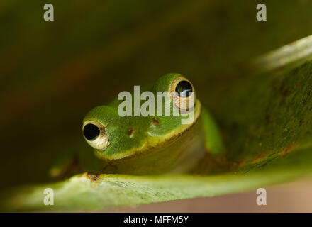 SQUIRREL Hyla squirella) Florida Banque D'Images