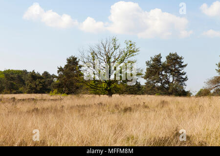 Arbre sur un champ d'herbe au début du printemps, les feuilles sont de plus en plus Banque D'Images