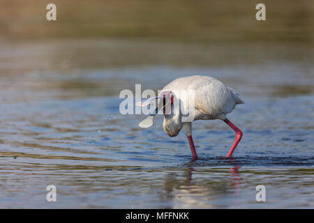 Spatule d'Afrique (Platalea alba) la pêche dans le lac Nakuru .Parc National de Nakuru de lac. Kenya Banque D'Images