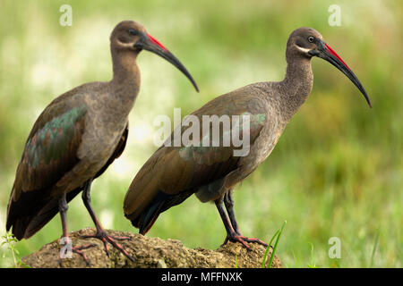 (Bostrychia hagedash Hadeda Ibis) Parc national du lac Nakuru, Kenya Banque D'Images