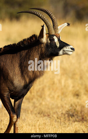 Portrait d'un homme de l'antilope rouanne (Hippotragus equinus).L'Afrique du Sud Banque D'Images