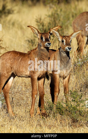 L'antilope rouanne (Hippotragus equinus) Jeunes veaux.Afrique du Sud Banque D'Images